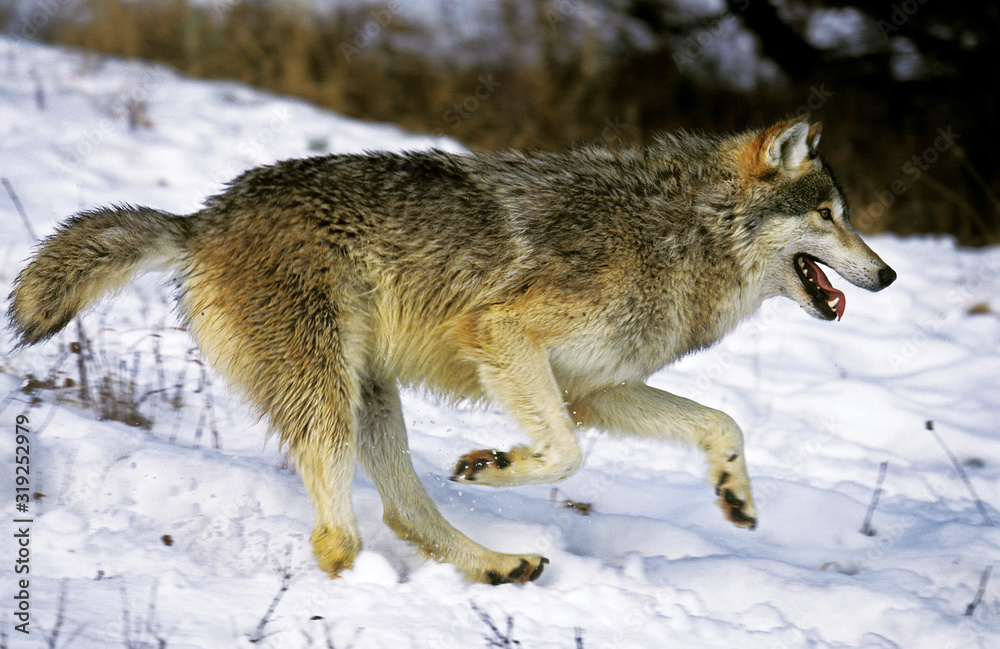 LOUP DU CANADA canis lupus occidentalis