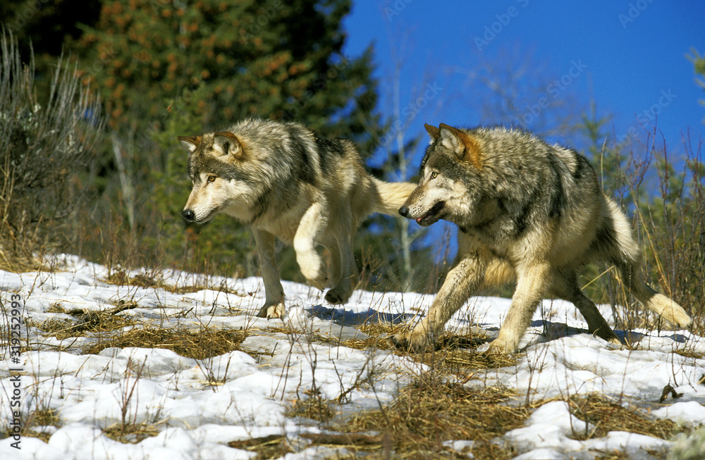 Fototapeta premium LOUP DU CANADA canis lupus occidentalis