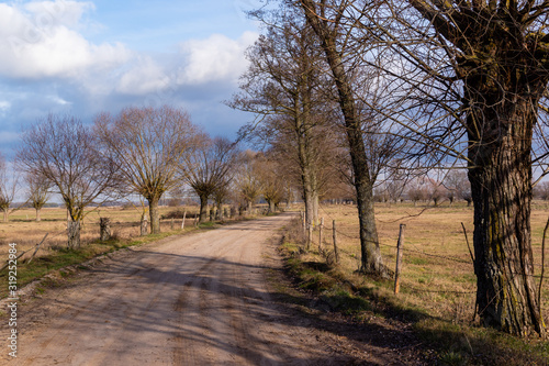  Ciepła zima 2020 na Podlasiu. Podlaskie wierzby. Ocieplenie klimatu