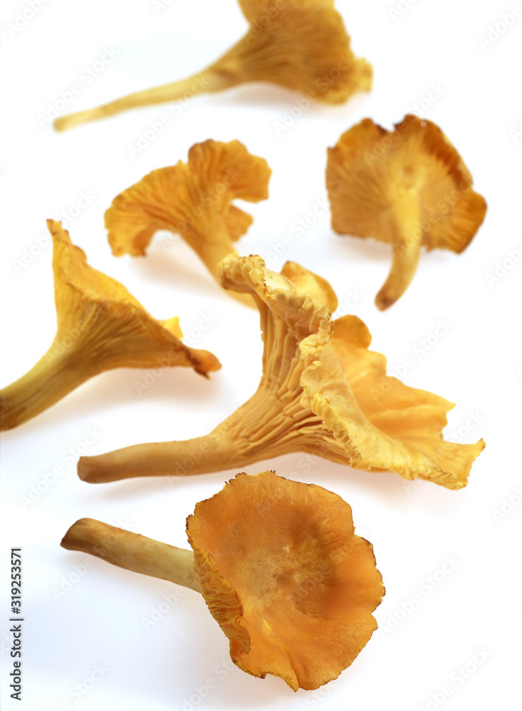 Naklejka premium GIROLLE cantharellus cibarius