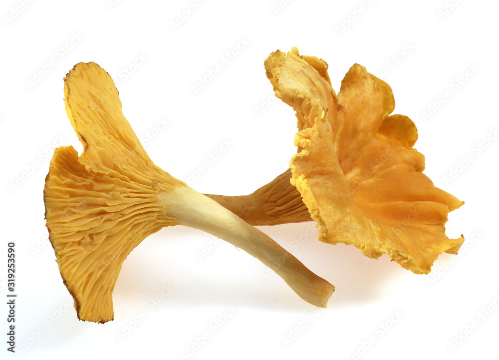 GIROLLE cantharellus cibarius GIROLLE cantharellus cibarius