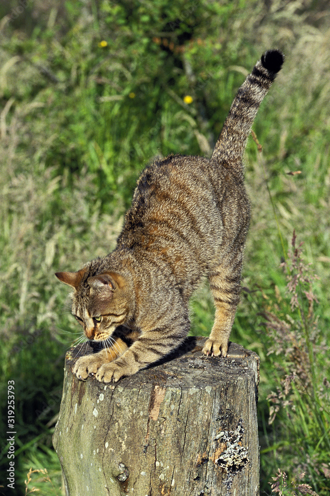 Obraz premium EUROPEEN BROWN TABBY