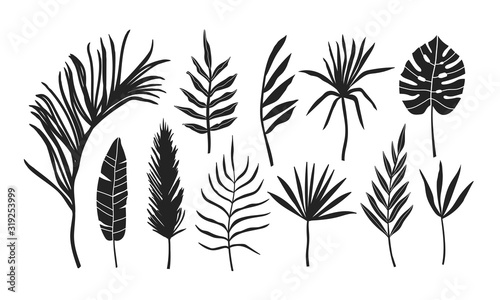Set of palm leaves silhouettes isolated on white background. Illustration for...