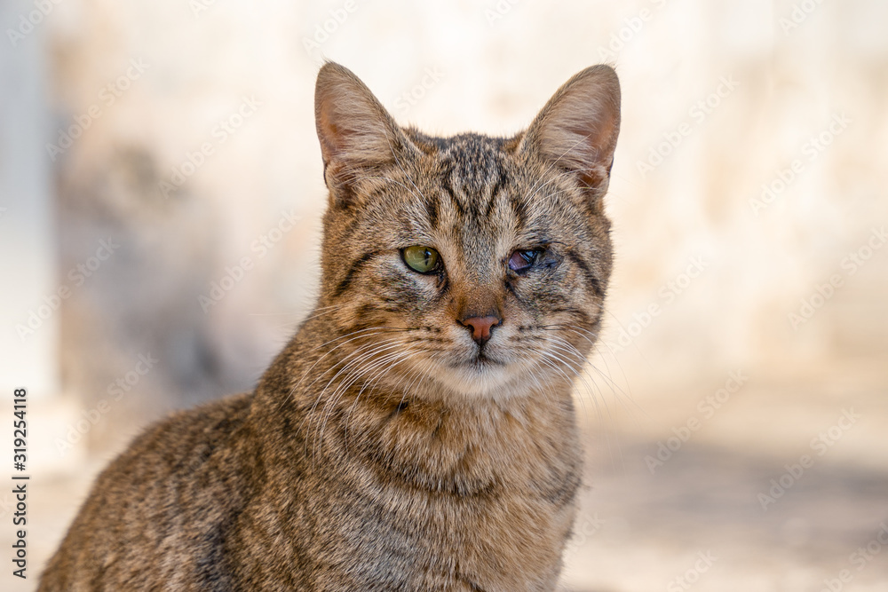 portrait of a red homeless cat, lost in battle eyes, looks sadly portrait of a red homeless cat, lost in battle eyes, looks sadly