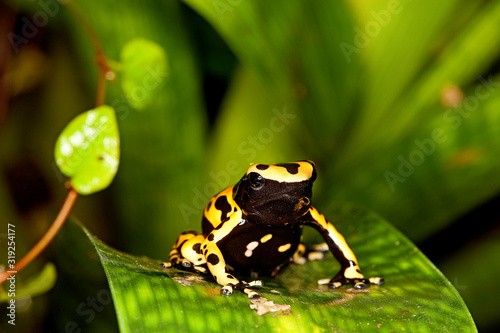 DENDROBATE JAUNE ET NOIR dendrobates leucomelas photo