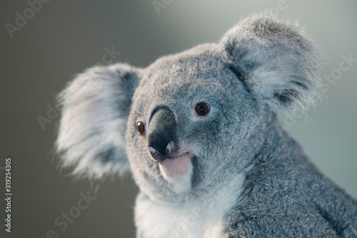 Photography KOALA phascolarctos cinereus