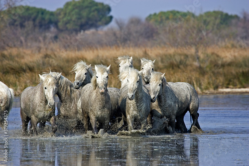 CAMARGUAIS