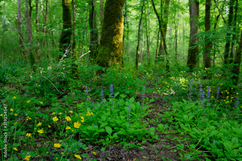 Motovun oak forest in Istra, Croatia