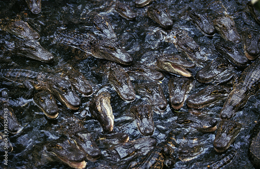 ALLIGATOR AMERICAIN alligator mississipiensis ALLIGATOR AMERICAIN alligator mississipiensis