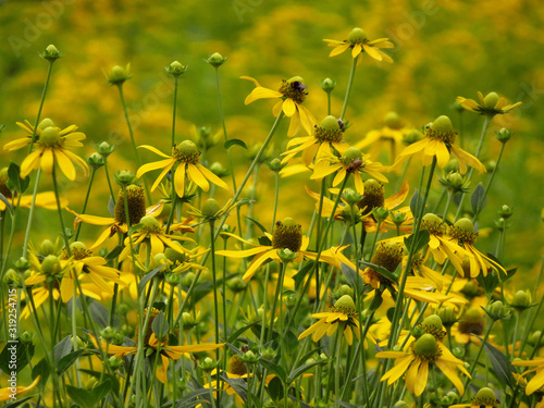 Rudbeckia laciniata or Cutleaf coneflower, flowering plant in aster family Asteraceae. North American invasive plant species spreading in European wet habitats, flood plains and moist forests.