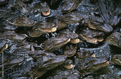 ALLIGATOR AMERICAIN alligator mississipiensis photo