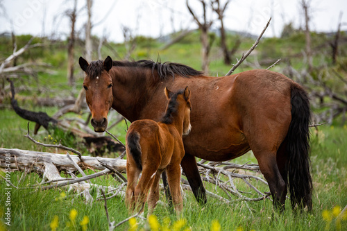 Wild horses in Mesa Verde  Colorado 