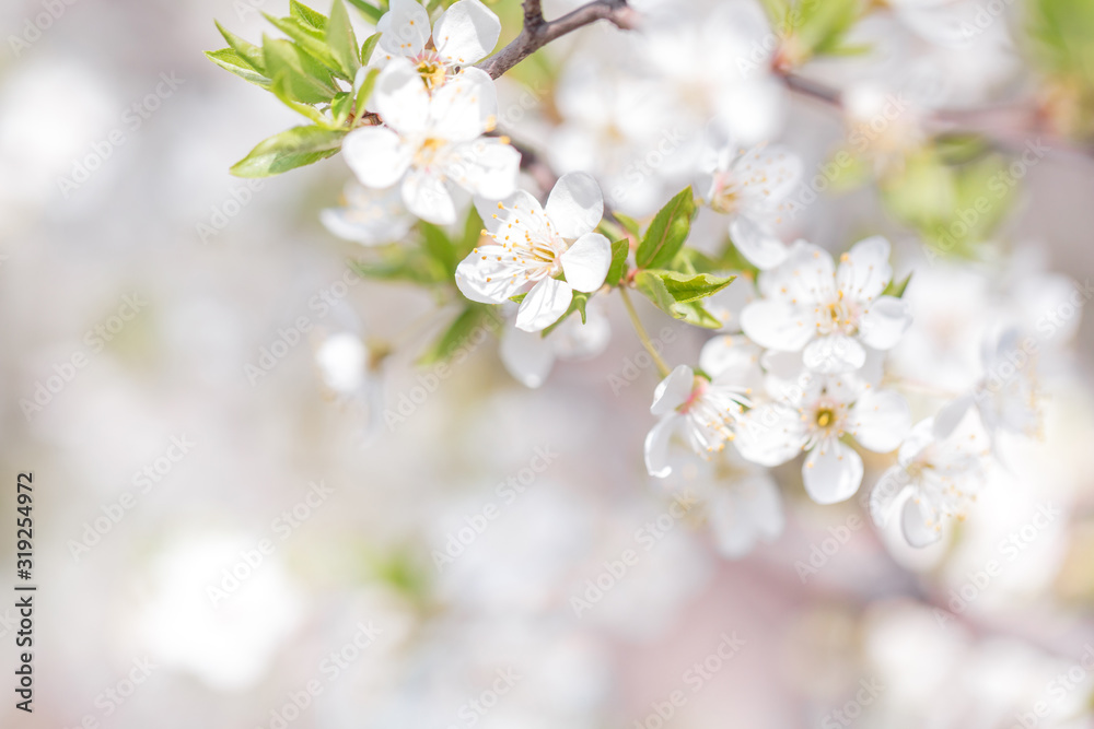 Cherry blossoms spring background. Branch of blooming tree with white flowers.