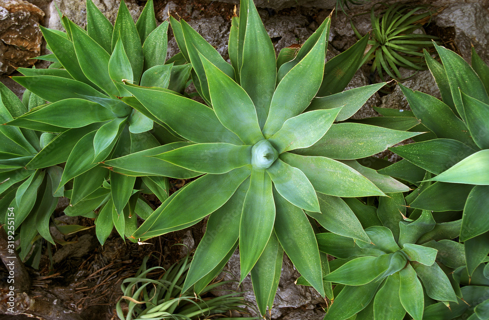 AGAVE agave attenuata AGAVE agave attenuata