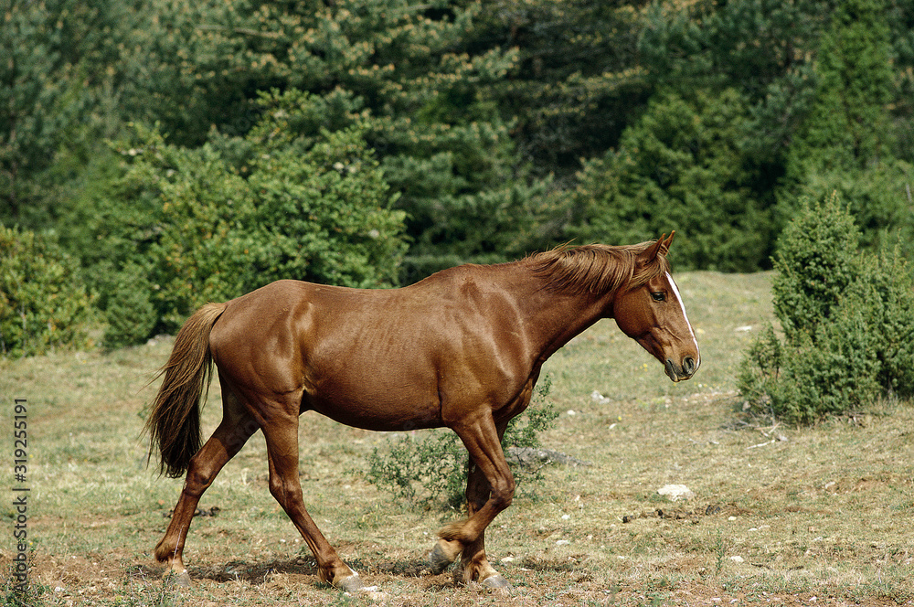 CHEVAL BARBE