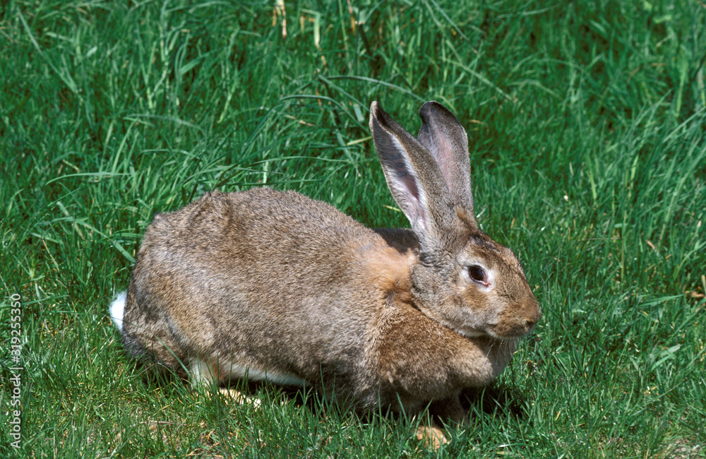 Fototapeta premium LAPIN GEANT DES FLANDRES