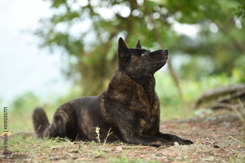 甲斐犬 甲斐犬
