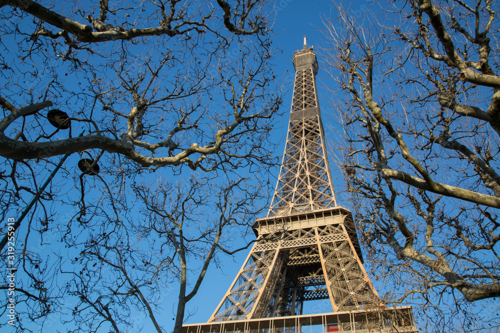 Eiffel Tower with Winter Branches Paris