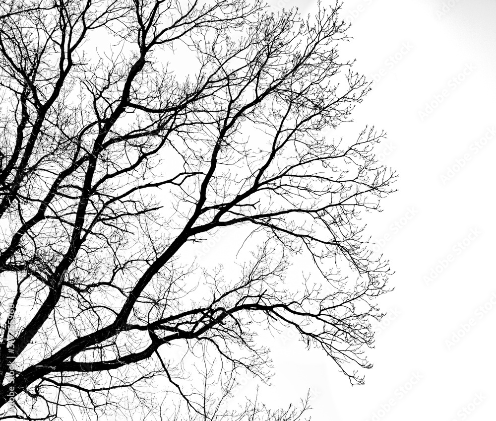 full covered image of tree branches silhouette full covered image of tree branches silhouette