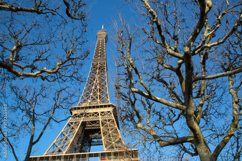 Eiffel Tower with Winter Tree Branches, Paris