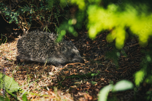 wild nature scene with hedgehog, selective focus and soft light