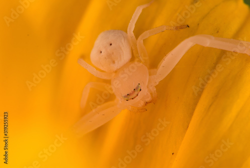 Yellow flower and white spider macro close up