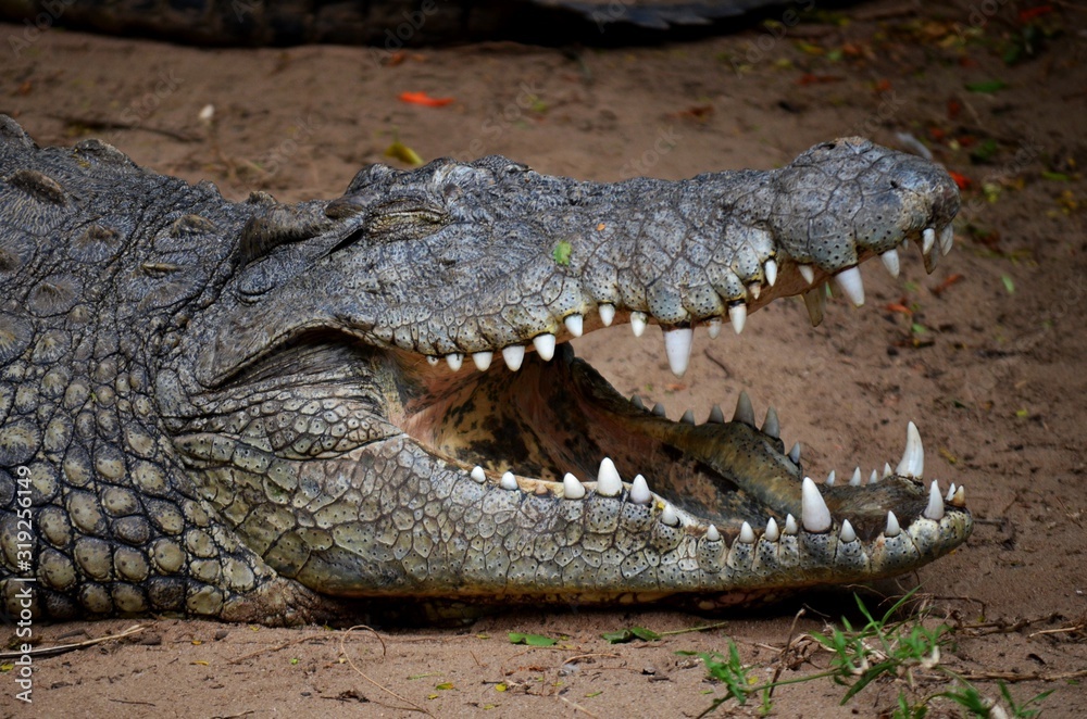 Fototapeta premium Krodil mit Zähnen