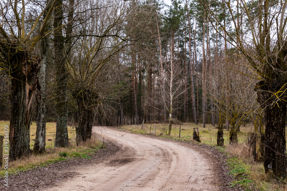 Ciepła zima 2020 na Podlasiu. Podlaskie wierzby. Ocieplenie klimatu Ciepła zima 2020 na Podlasiu. Podlaskie wierzby. Ocieplenie klimatu
