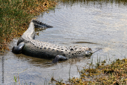 Alligator en chasse