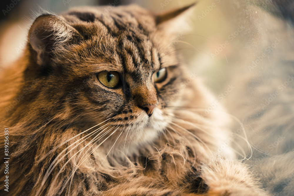 close-up hairy long fur cat animal pet looking away serious moody face