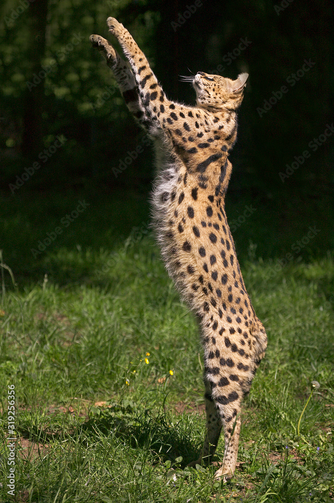 Naklejka premium SERVAL leptailurus serval
