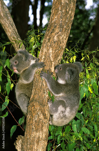 Canvas Print KOALA phascolarctos cinereus