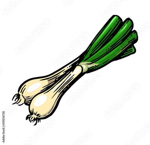 Bulb onions. Vector. Young immature onion. Fresh tender greens. Isolated object on a white background. Juicy vegetable.