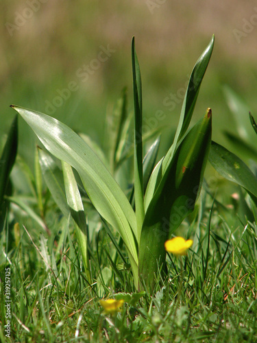 Autumn crocus (Colchicum autumnale), meadow saffron or naked ladies, toxic autumn-blooming flowering plant, family Colchicaceae, deadly poisonous plant