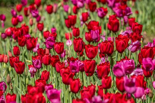 Red and magenta tulips blooming