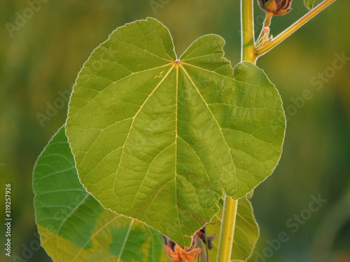 Abutilon theophrasti, velvetleaf, velvet plant, velvetweed, Chinese jute, China jute, crown weed, buttonweed, lantern mallow, butterprint, pie-marker, Indian mallow, annual plant, family Malvaceae, photo