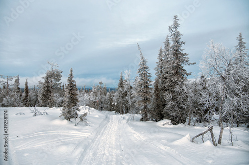 Winter landscape with fir trees. Russia. North Karelia