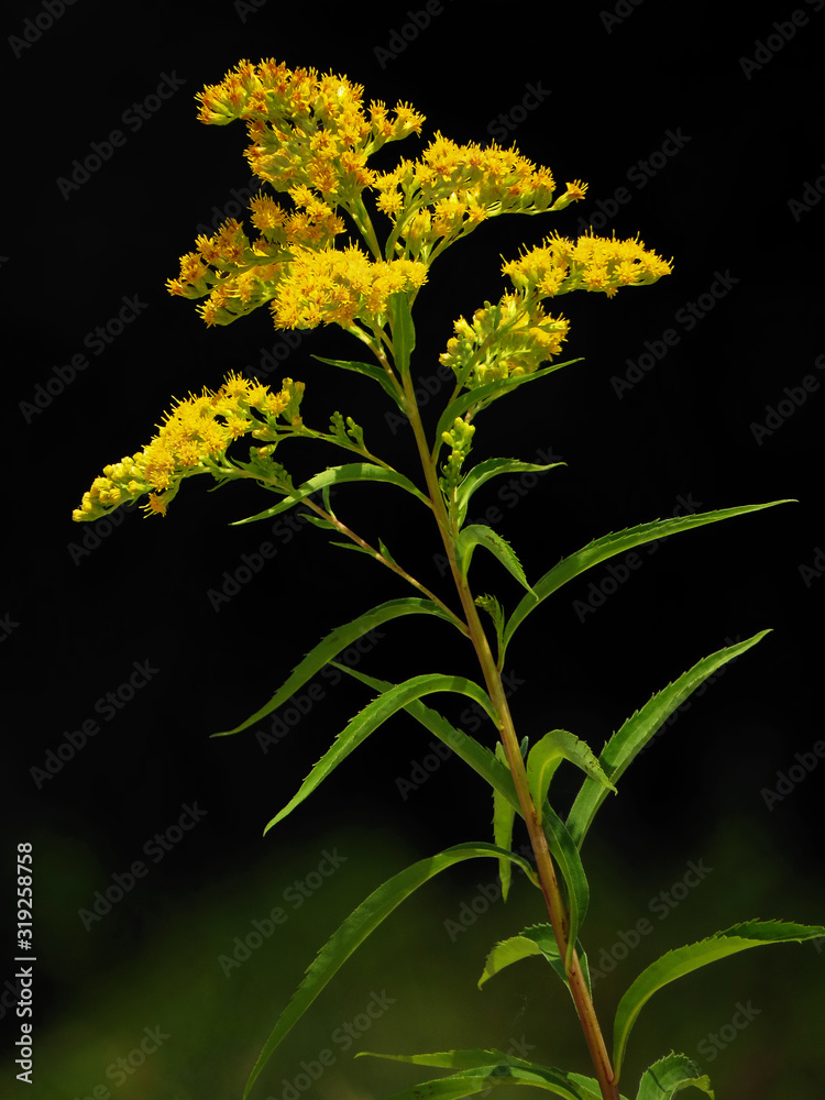 Obraz premium Tall goldenrod or giant goldenrod (Solidago gigantea), North American plant species in the sunflower family Asteraceae, invasive American species spreading in Europe