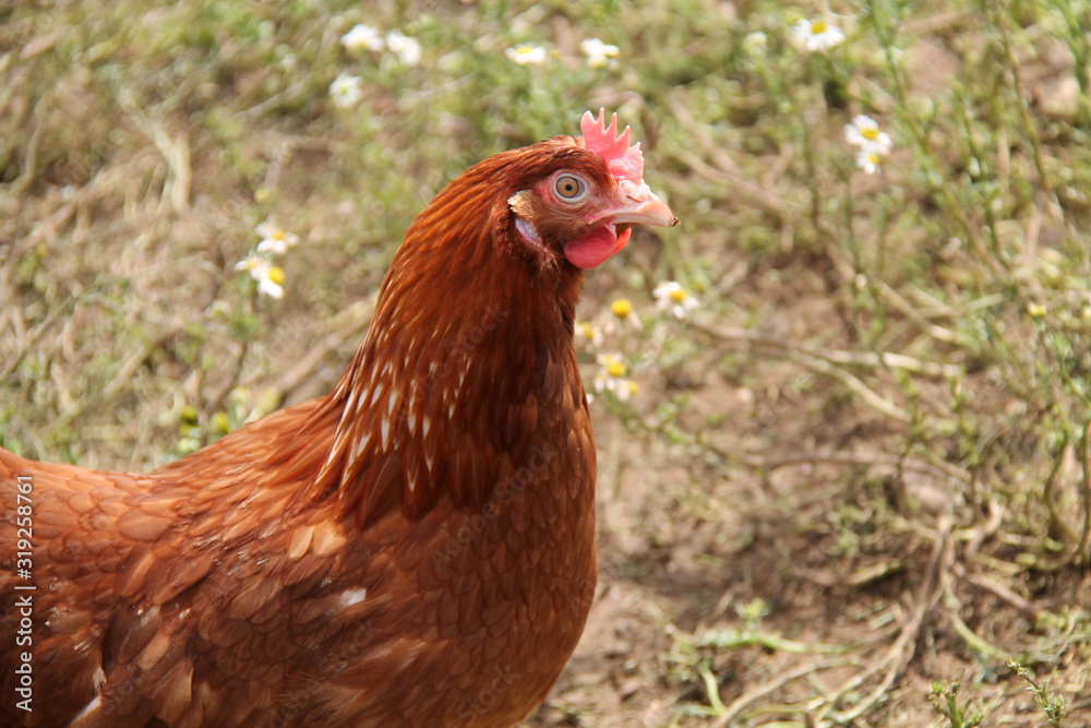 A Single Free Range Brown Egg Laying Chicken Hen. A Single Free Range Brown Egg Laying Chicken Hen.