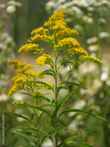 Tall goldenrod or giant goldenrod  Solidago gigantea   North American plant species in the sunflower family Asteraceae  invasive American species spreading in Europe