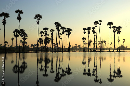 Landscape of palm trees reflecting water