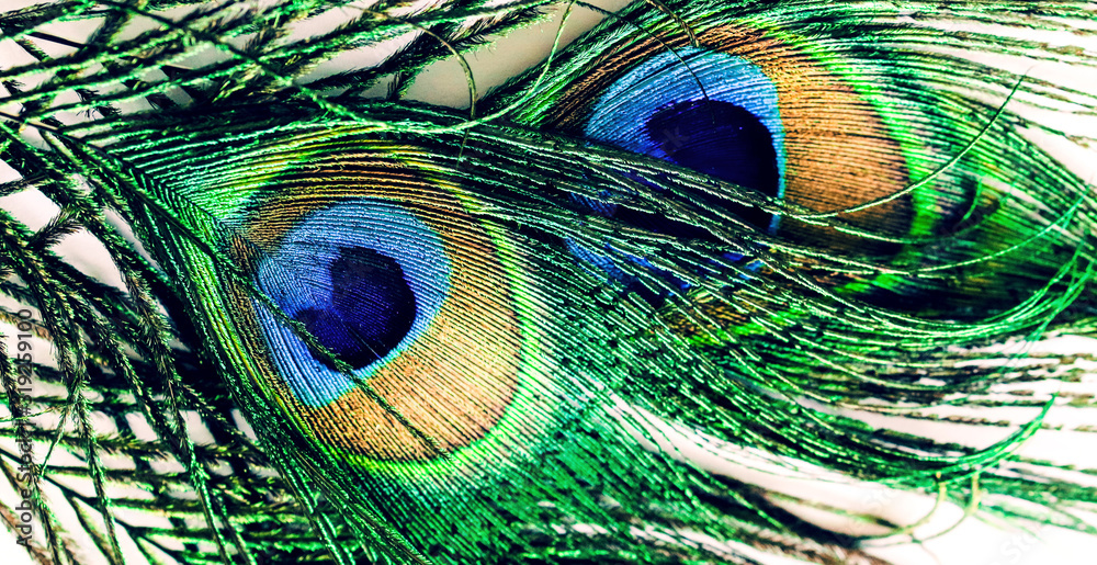 Naklejka premium Artictic exotic tropical Peacock Feathers composition, vibrant backdrop.