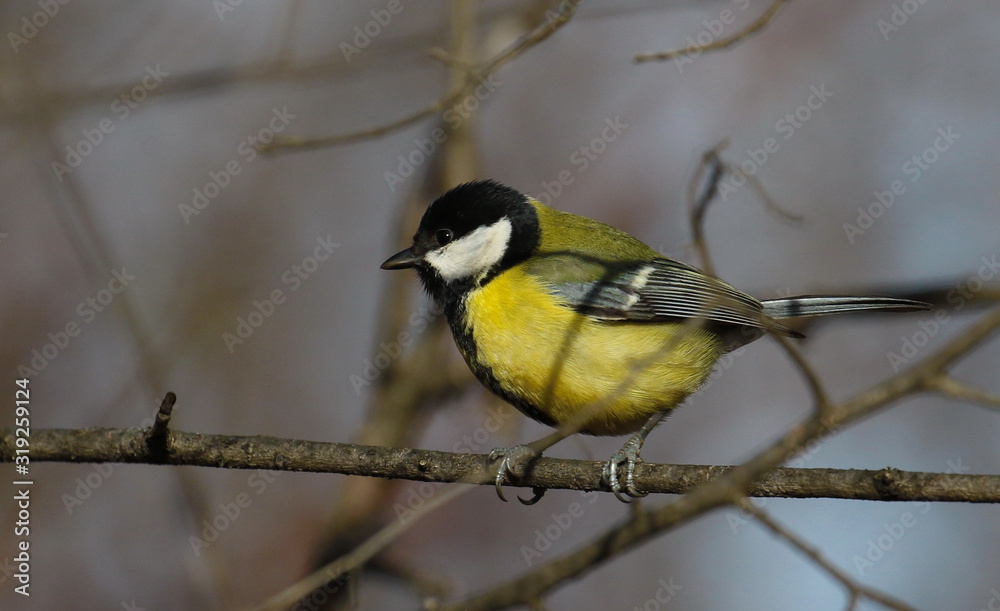 Great tit on branch background, Parus major