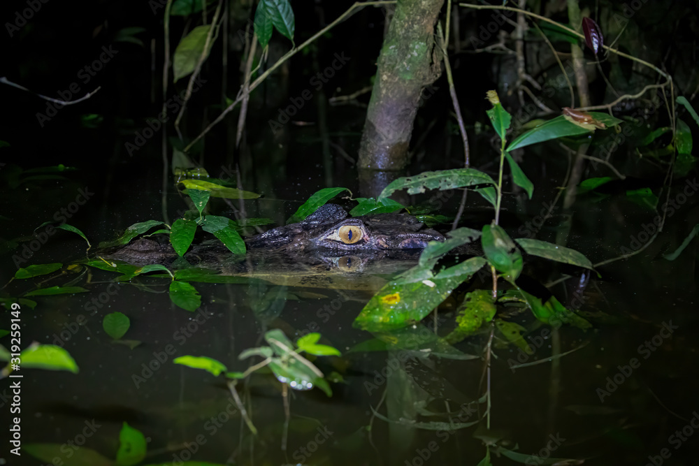Black Caiman half submerged looking at you