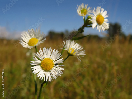 Annual fleabane  Erigeron annuus   daisy fleabane or eastern daisy fleabane  North American plant species in the daisy family spreading in Europe  very invasive and agressive plant species