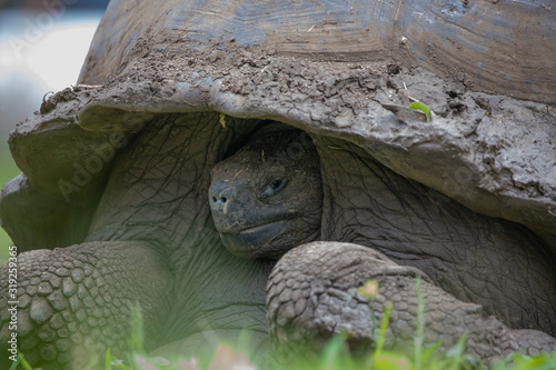 Galapagos Giant Tortoise with it's head inside 