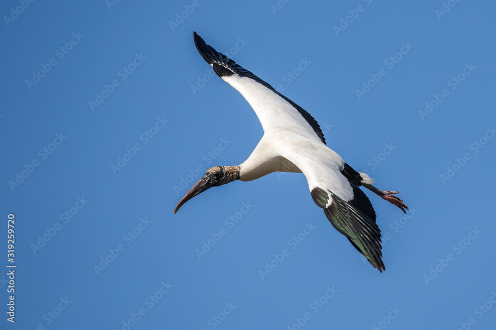 Fototapeta premium Wood Stork Flying