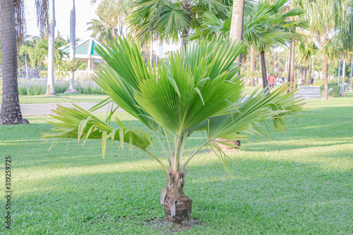 Fiji Fan Palm tree in a garden.(Pritchardia pacifica)Green leave palm tree. photo