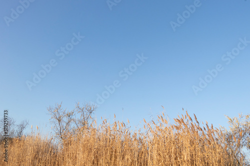 Dry reeds above mirror water. Lake reflection in the water. Sunny weather. Blue sky. Fresh air.