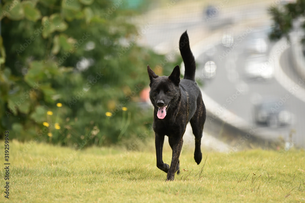 甲斐犬 甲斐犬